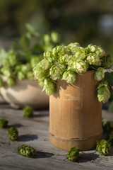 Fragile fresh green raw hops burlap bag. Ingredients beer bread organic background copy space
