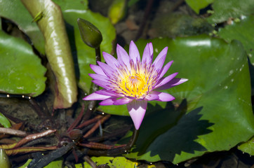 睡蓮の花
