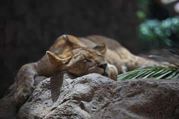 lioness sleep