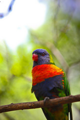 parrot on the tree