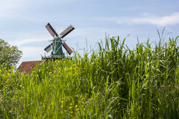 Small green mill in the Netherlands in green field with grass and yellow flowers