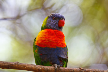 parrot on the tree