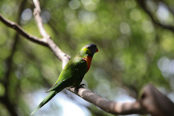 parrot on the tree