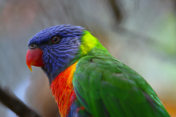 Naklejka premium parrot on the tree