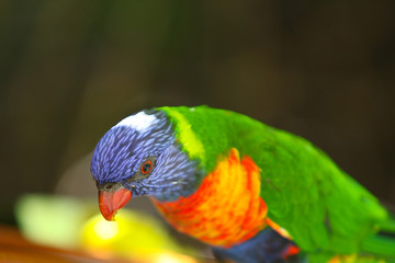 Naklejka premium parrot on the tree