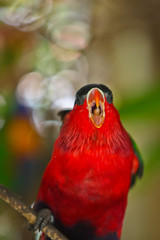 parrot on the tree
