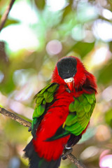 parrot on the tree