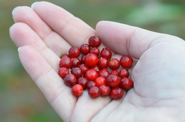 Red berries of a cowberry on the palm.