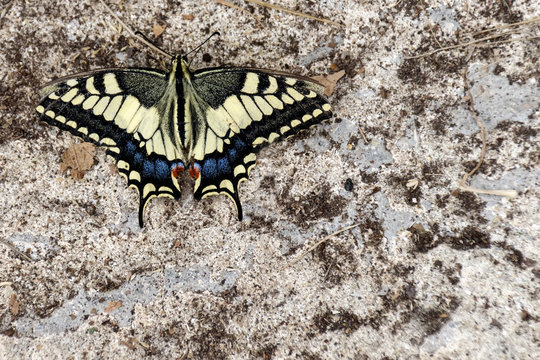 Papilio alexanor butterfly with open wings on the ground