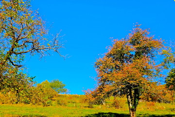 Fototapeta premium CAMPAGNE AUTOMNE AIN BUGEY