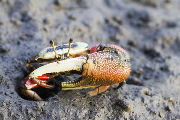 crab