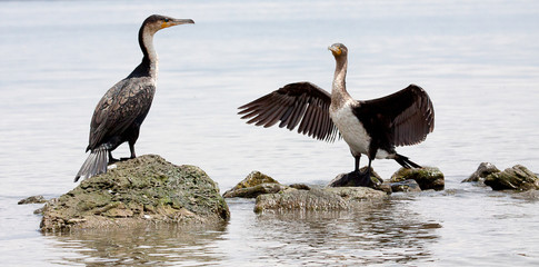Two great cormorants standing on rocks