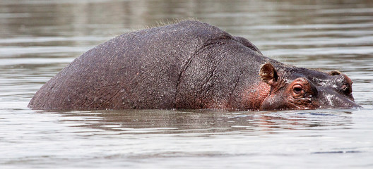Hippopotamus partly submerged in lake