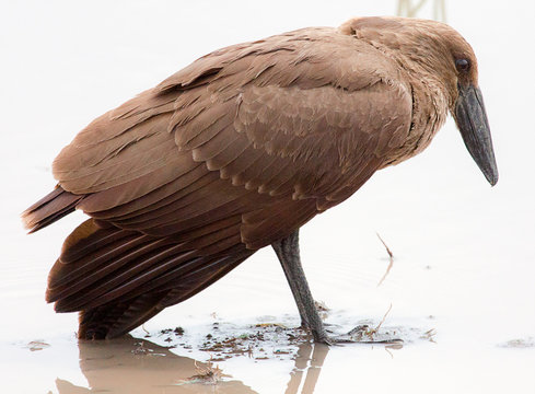 Hamerkop bird standing in water