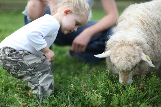 kid visiting animal farm, sheep
