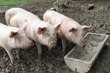 Drei Schweinchen im Freilauf warten auf Futter