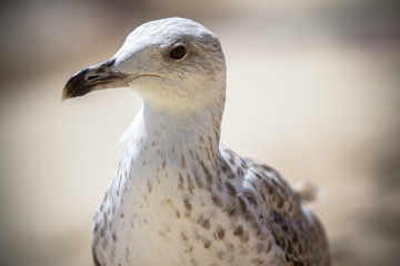 Obraz premium Close up shot of a seagull