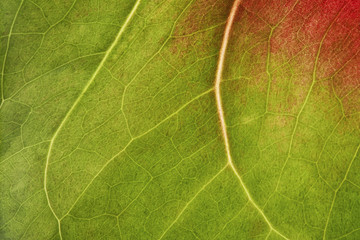 fondo textura de flor