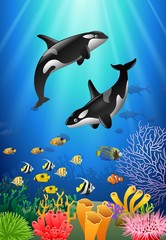 Killer whales cartoon with underwater view and coral background. Vector Illustration.