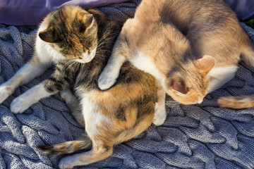 Two cats laying on a blanket.