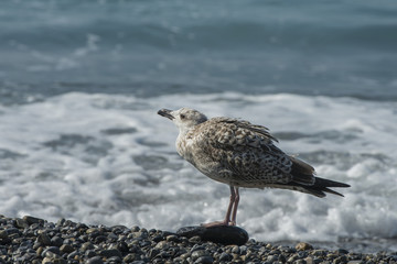 Seagull on the beach.
