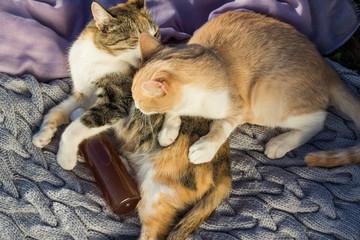 Two cats laying on blankets near plastic bottle with gel shampoo.