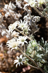 White small Australian heath flowers