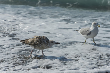 Seagulls on the beach.