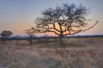 SUNSET OVER NATAL SAND FOREST , Mkuze, Kwazulu Natal, South Africa