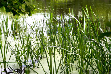 Obraz premium Stalks of the reed and leaves of the water lilies on the water