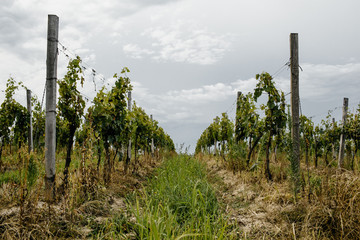 Fototapeta na wymiar Vineyard in tuscany region, Italy