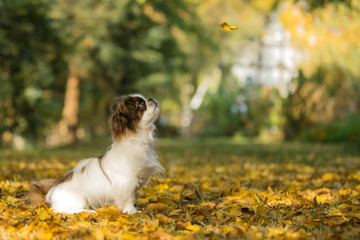 Kleiner Welpe erlebt seinen ersten Herbst