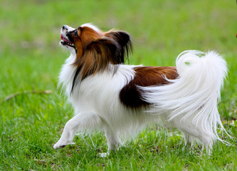 A beautiful white papillon with a red head and a back. A small dog stands with a raised paw in the green grass. A cute puppy is walking outside on the lawn. Horizontal image.