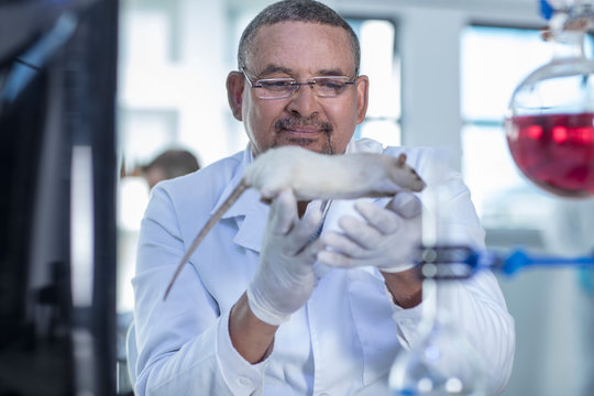 Laboratory worker holding white rat