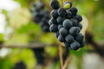 grapes