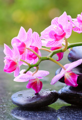 Obraz na płótnie Canvas Black spa stones and pink orchid.