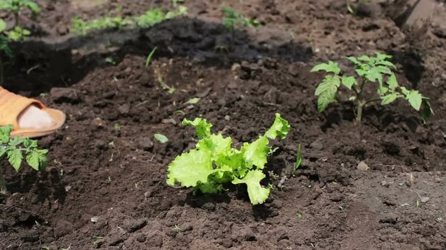 A woman farmer weeds the garden, cleans weeds around young green plants,Person chopping weeds with mattock. Working on a land plot. Outdoor weed raker garden soil grading.