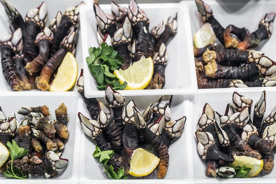 percebes goose barnacles rare unusual seafood on display in Portugal