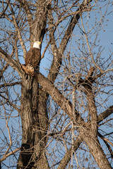 Bald Eagle perched in a tree.