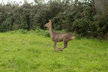 Roe deer (Capreolus capreolus) doe running. Small elegant deer in family Cervidae, showing white rump in the air