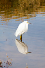 Snowy Egret standing in a lake with his reflection mirrored in the water.