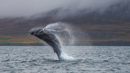 Breaching humpback whale