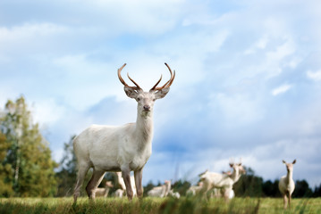 Naklejka na ściany i meble beautiful white color red deer standing on a field
