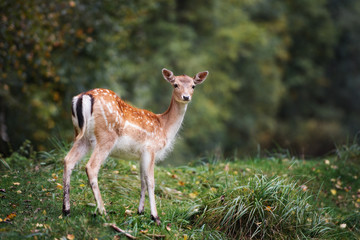 Naklejka na ściany i meble beautiful fallow deer standing in the forest