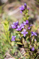 Gentiane des champs (Gentianella campestris)