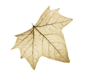 Hojas otoñales en fondo blanco