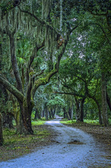 Fototapeta premium Spanish Moss