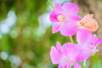 orchid flowers