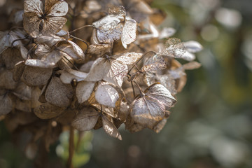 Hortensia