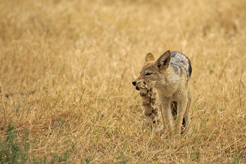 Jackal carrying vertabrae